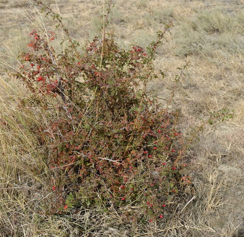 Rosa turcica photo 3