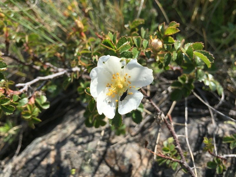 Rosa turcica photo 4