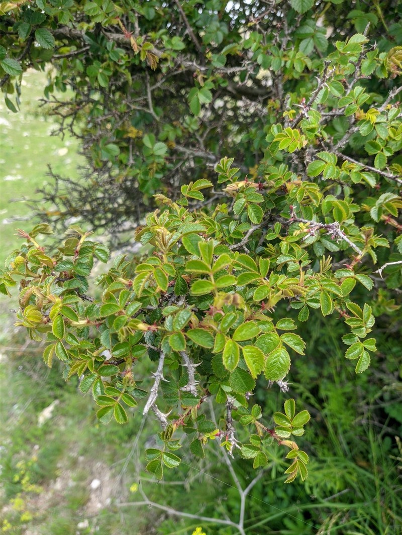 Rosa turcica photo 5