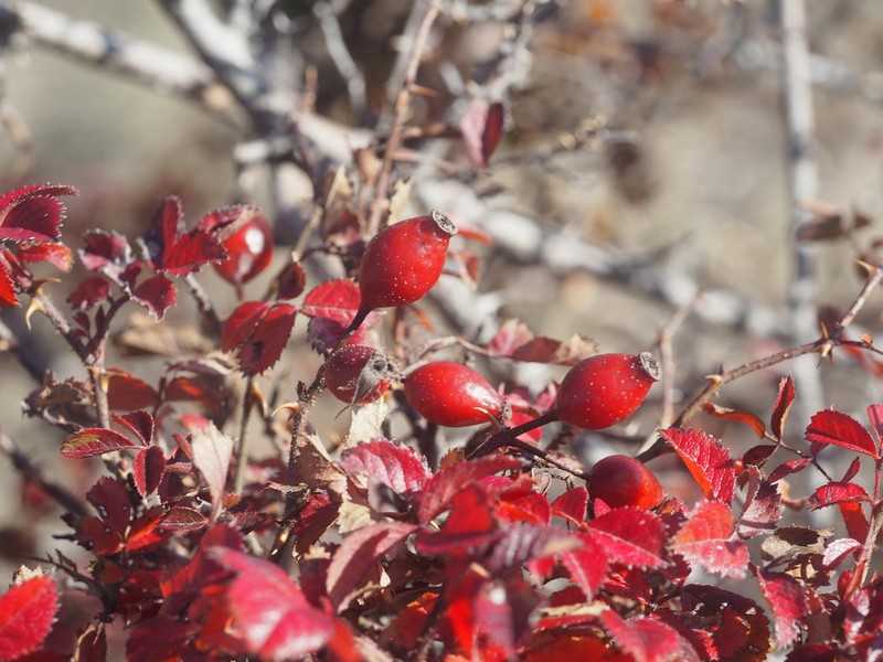 Rosa turcica photo 6