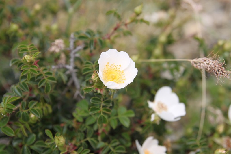 Rosa turcica photo 7