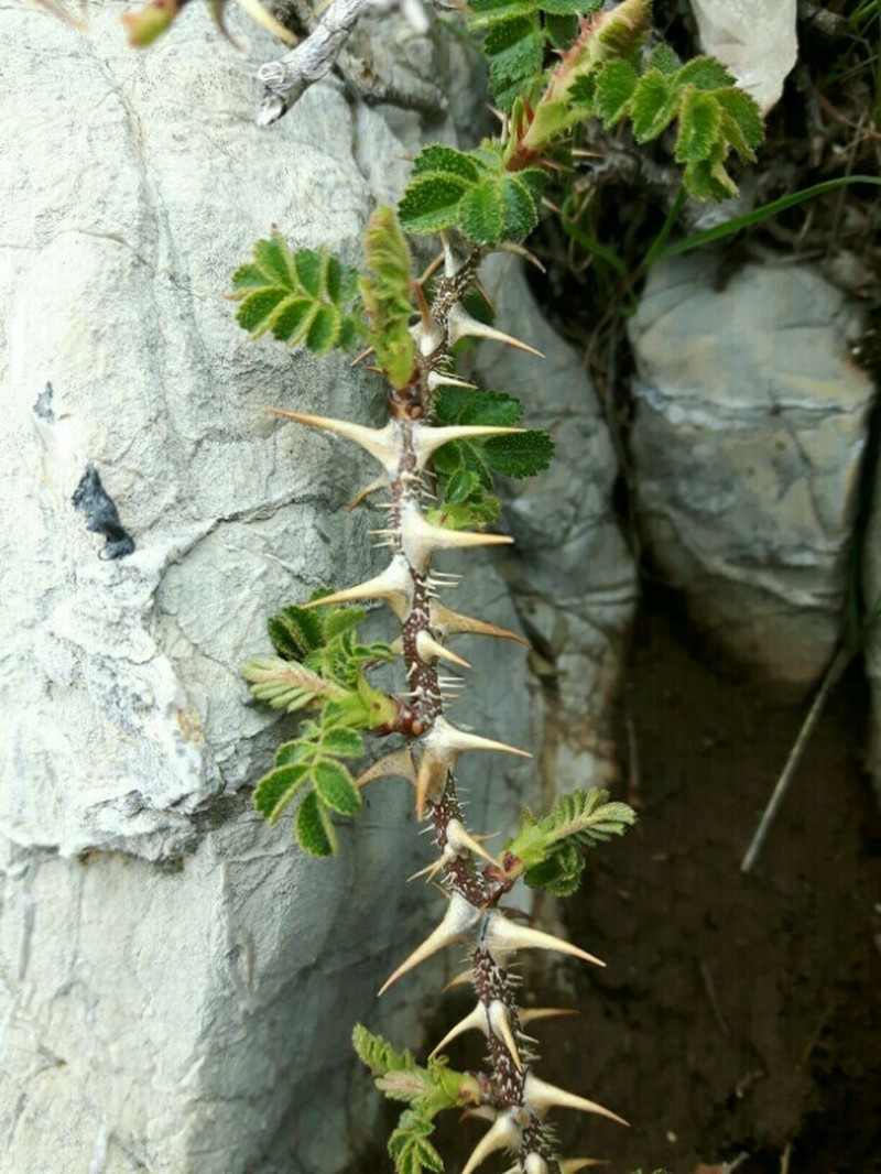 Rosa turcica photo 8