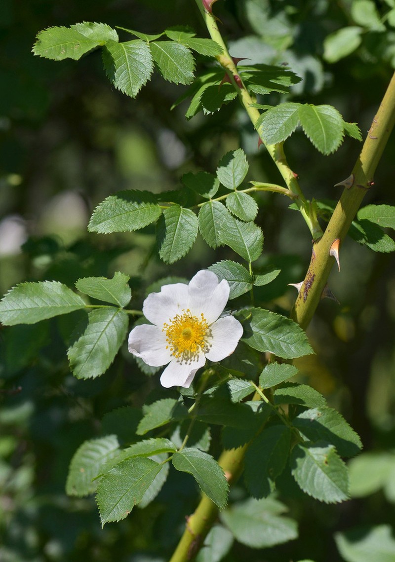 Rosa valentinae