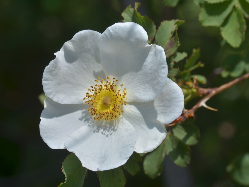 Rosa valentinae photo 2