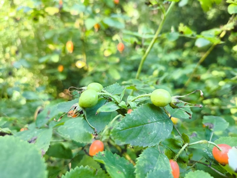 Rosa viarum