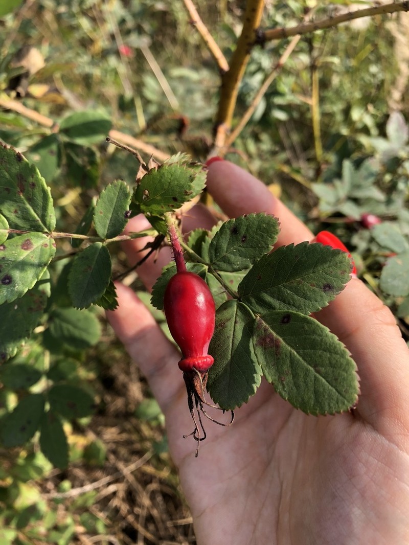 Rosa viarum photo 2