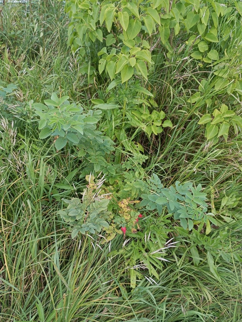 Rosa viarum photo 4