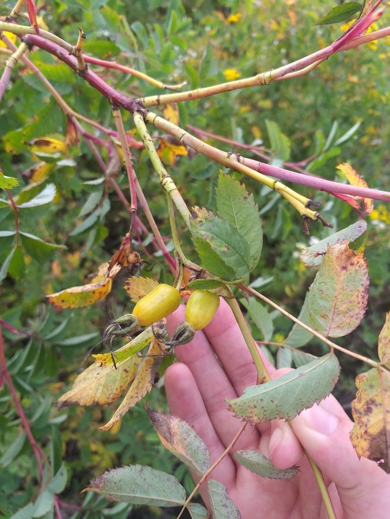 Rosa viarum photo 5