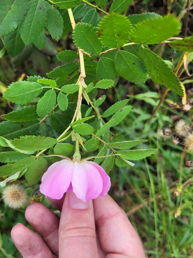 Rosa viarum photo 6