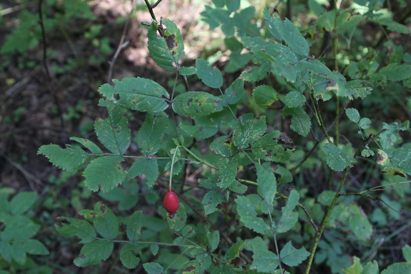 Rosa viarum photo 7