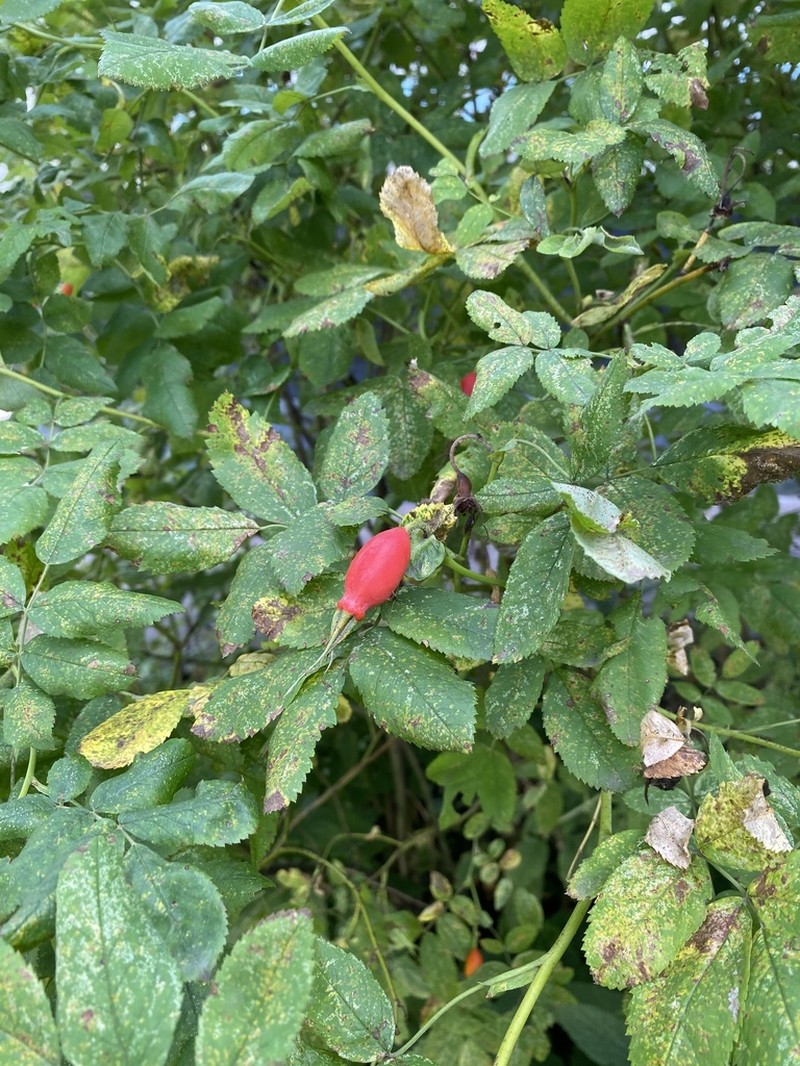 Rosa viarum photo 8