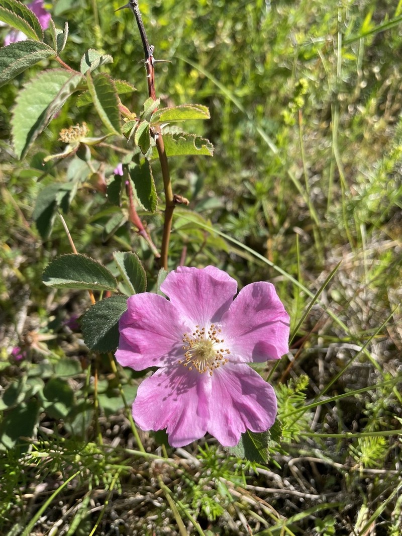 Apple Rose photo 4