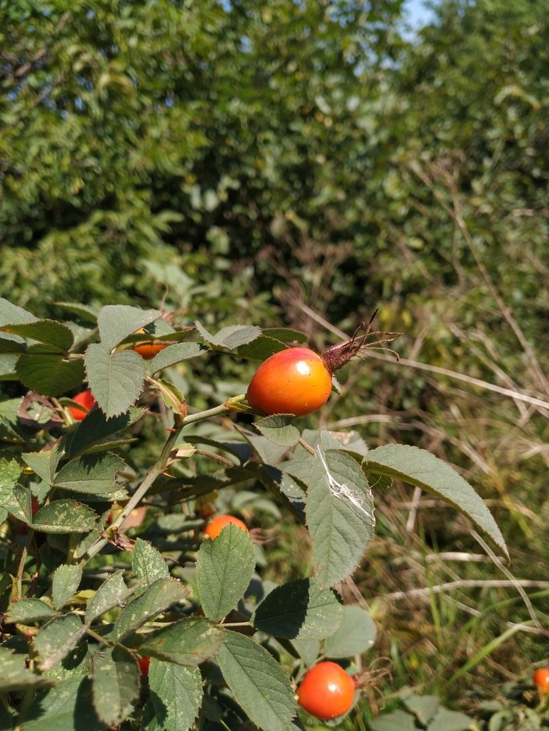 Apple Rose photo 5