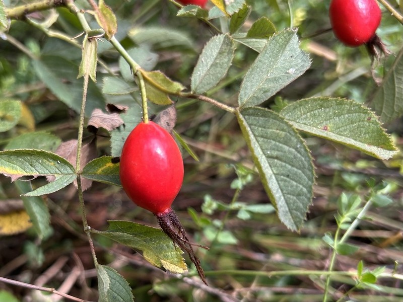 Apple Rose photo 6