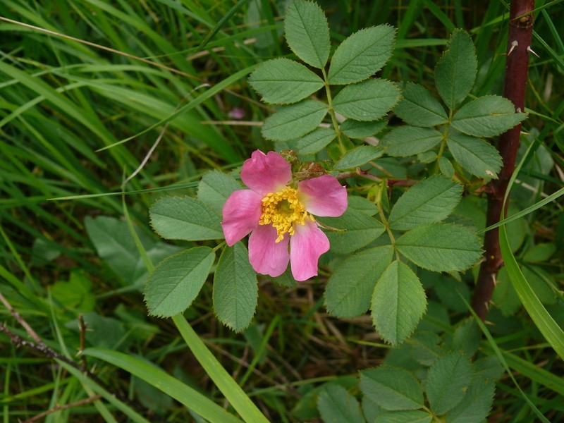 Apple Rose photo 7