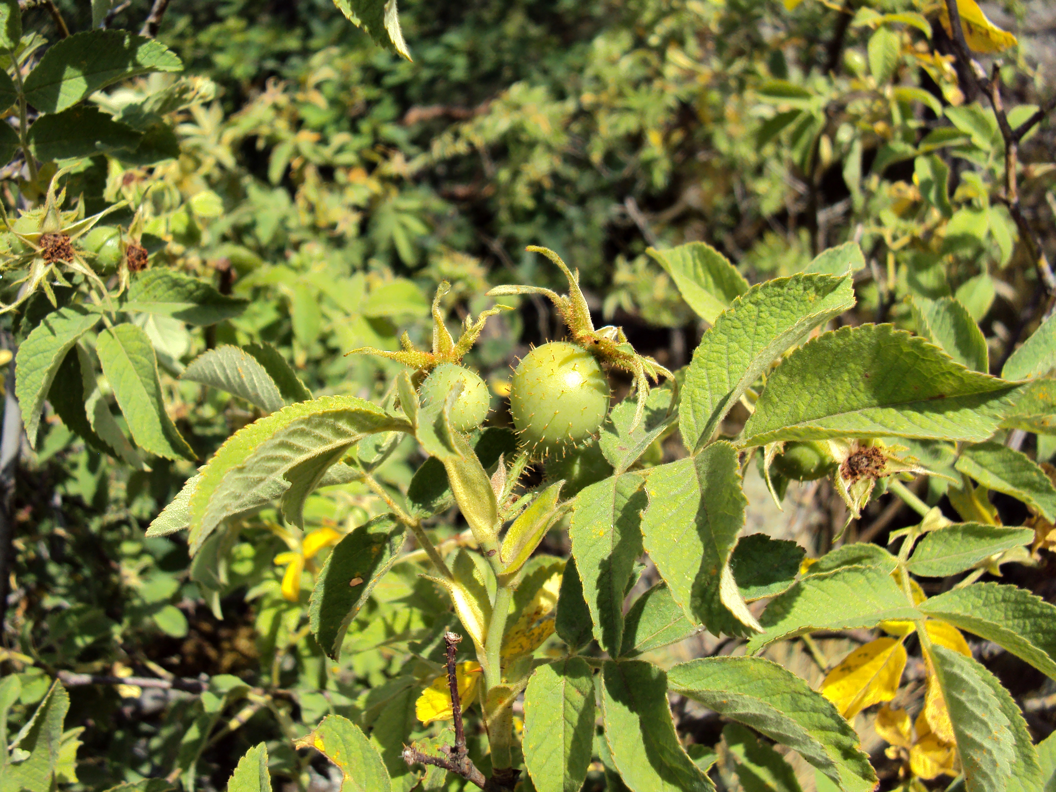 Apple Rose photo 5