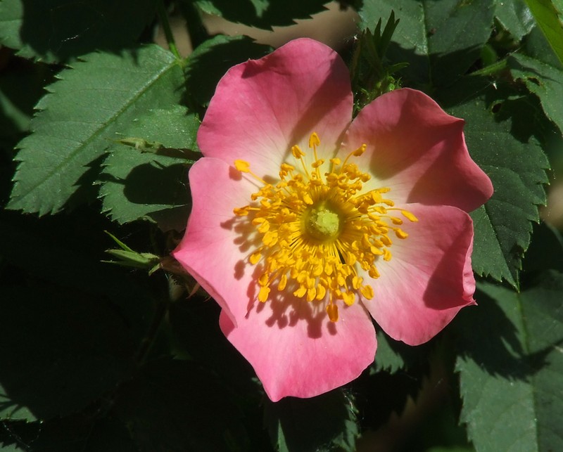 Apple Rose photo 2