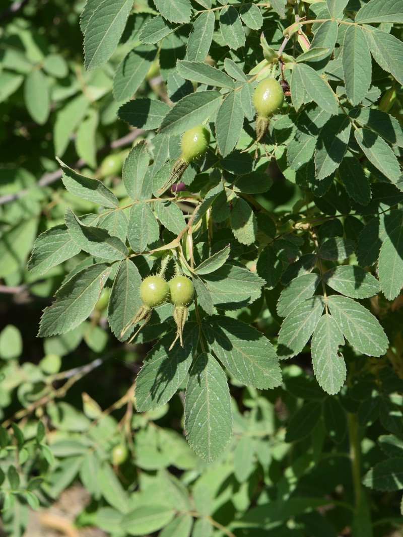 Apple Rose photo 3