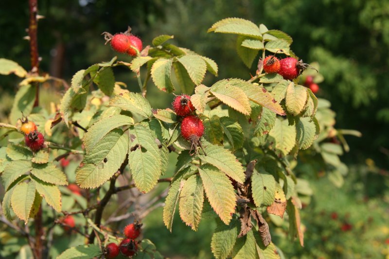 Apple Rose photo 6