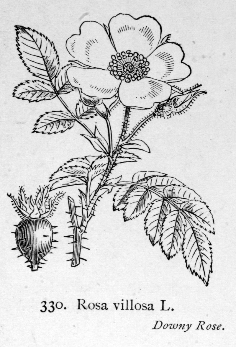Apple Rose photo 7