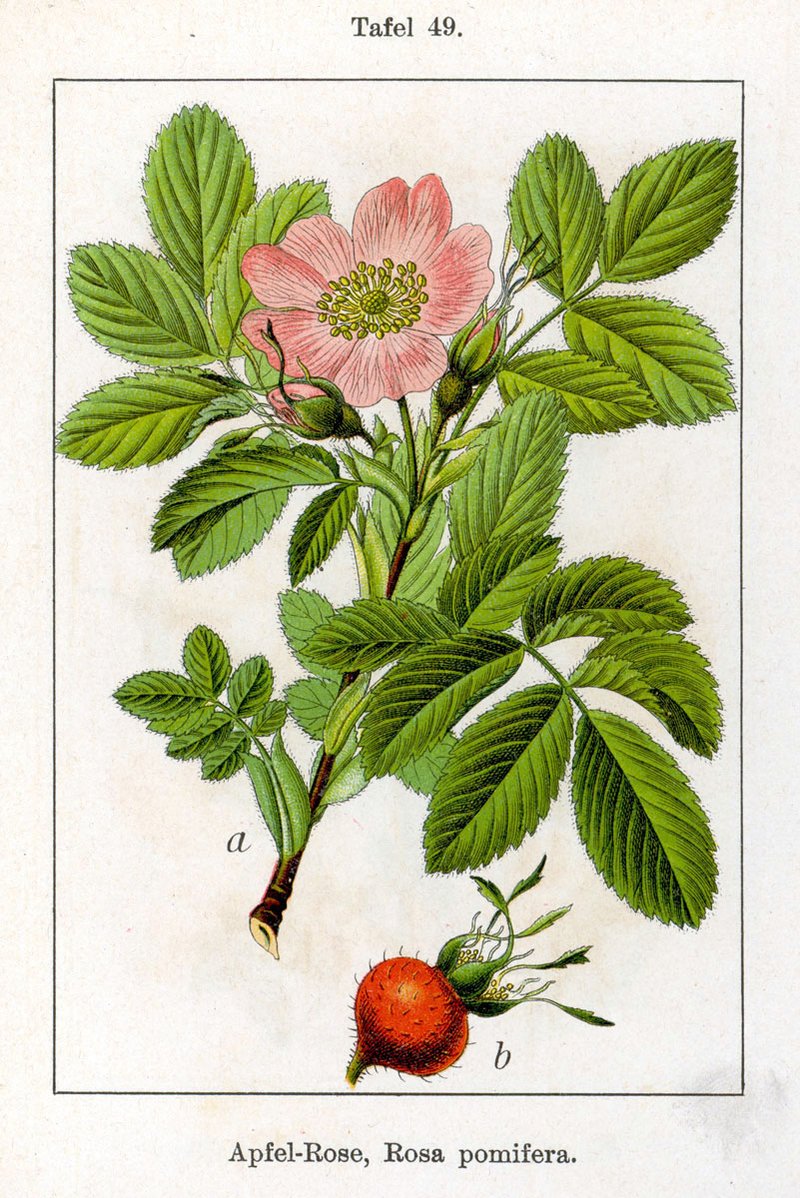 Apple Rose photo 8
