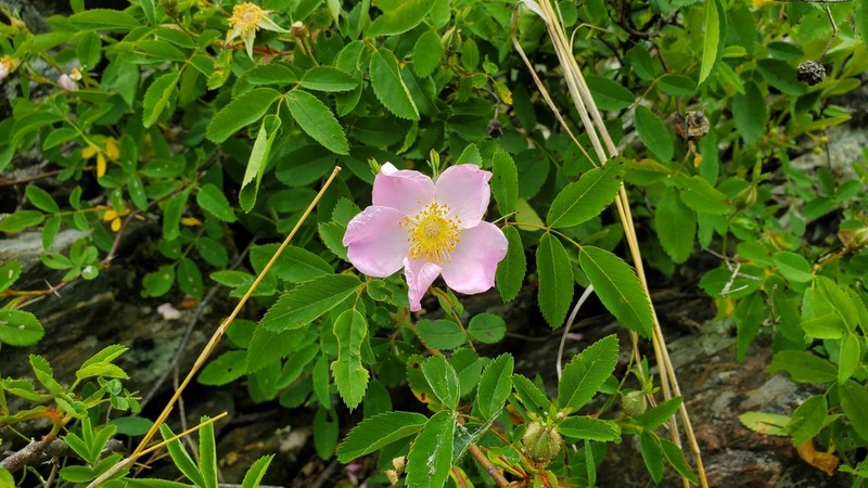 Virginia Rose photo 2