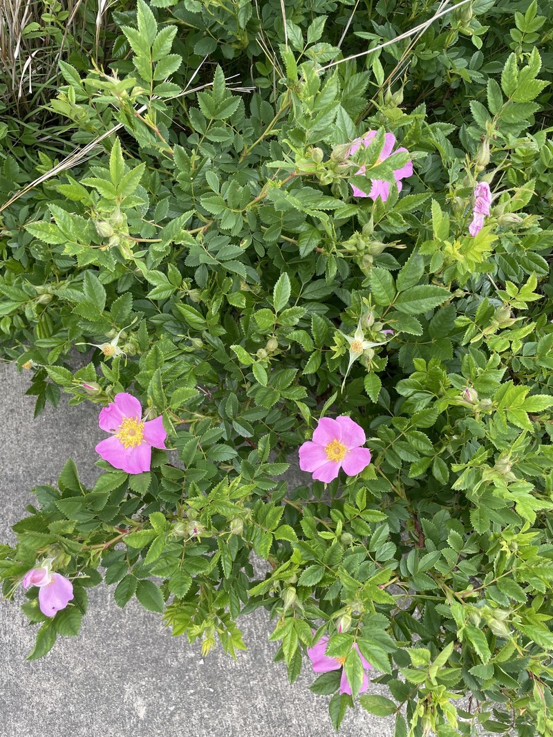 Rosa virginiana subsp. virginiana