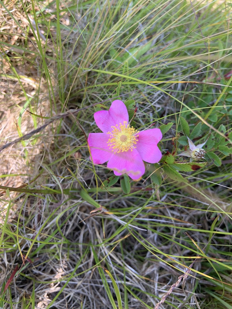 Rosa virginiana subsp. virginiana photo 2