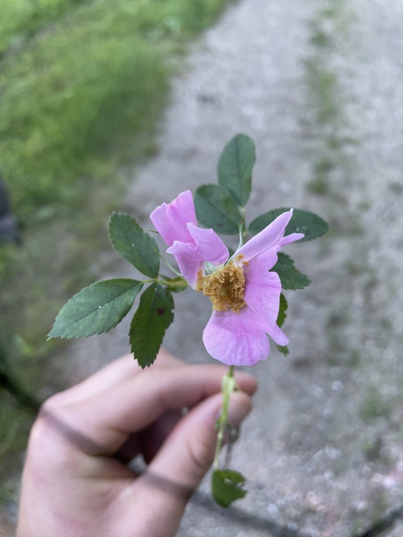 Rosa virginiana subsp. virginiana photo 3