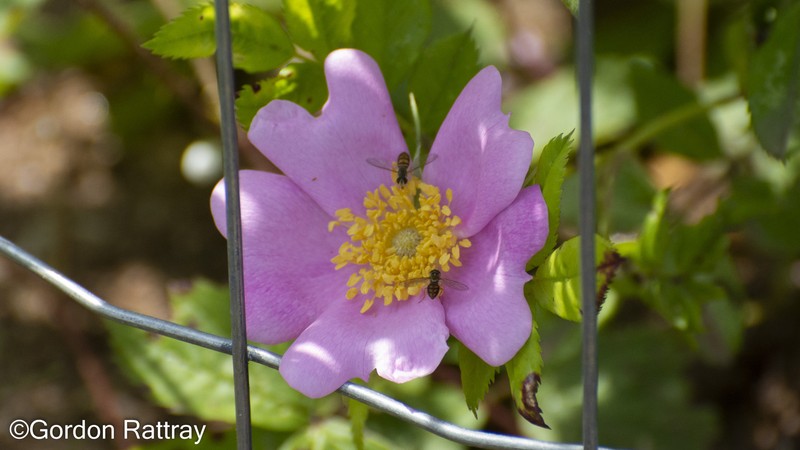 Rosa virginiana subsp. virginiana photo 4