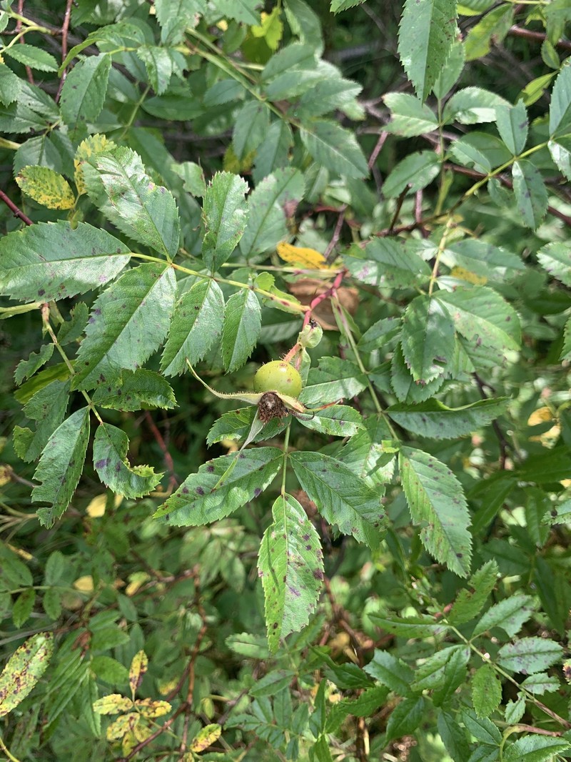 Rosa virginiana subsp. virginiana photo 5