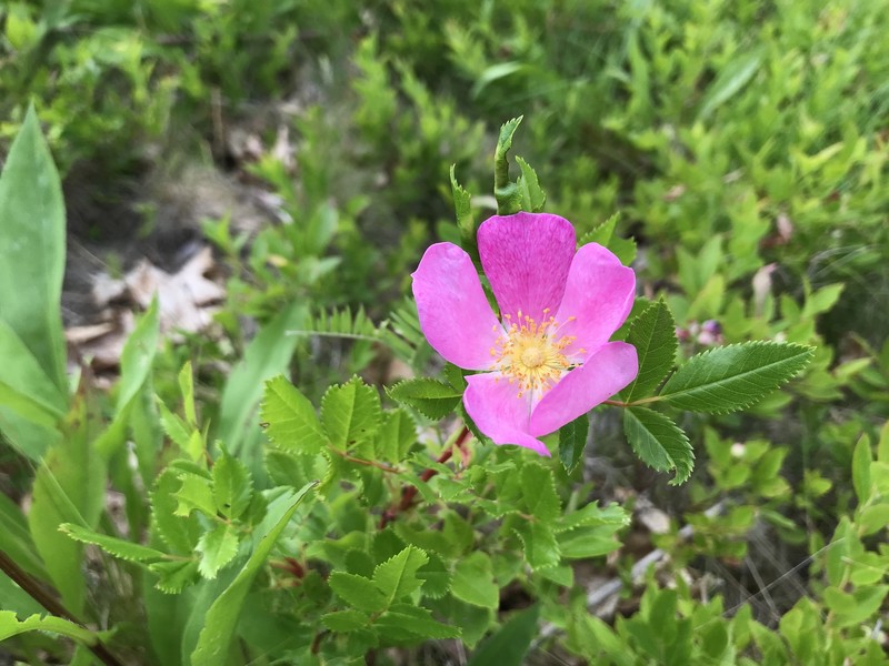 Rosa virginiana subsp. virginiana photo 6