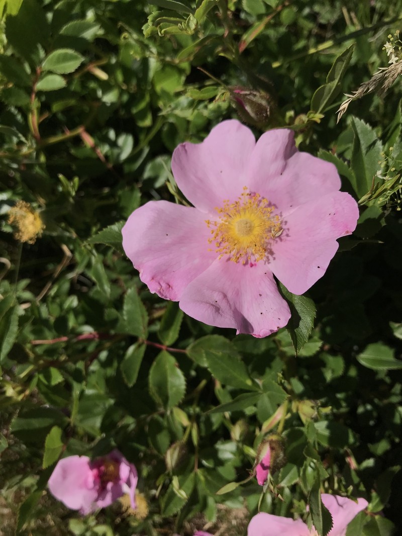 Rosa virginiana subsp. virginiana photo 7