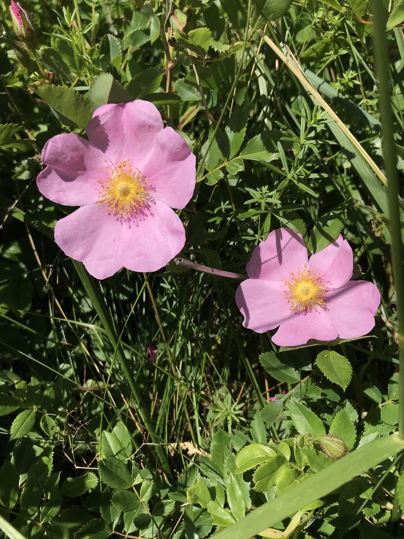 Rosa virginiana subsp. virginiana photo 8