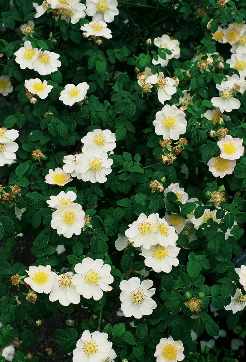 Rosa waitziana