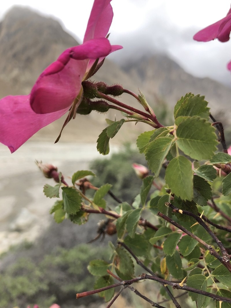 Rosa maracandica photo 3