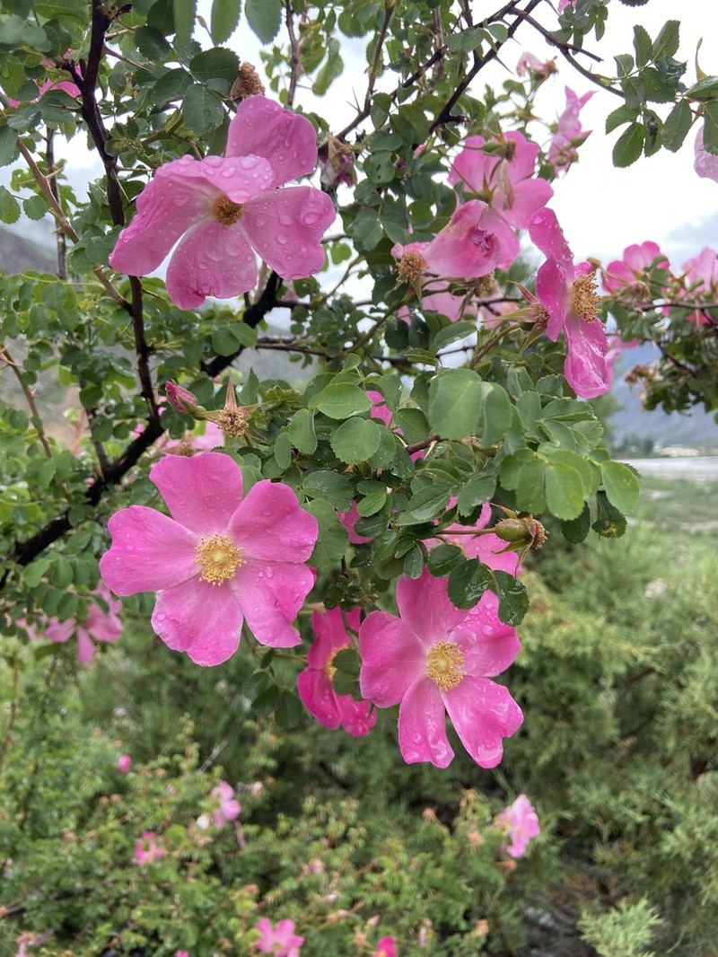 Rosa maracandica photo 4