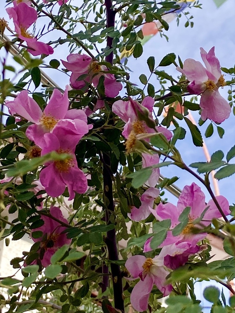 Rosa maracandica photo 5