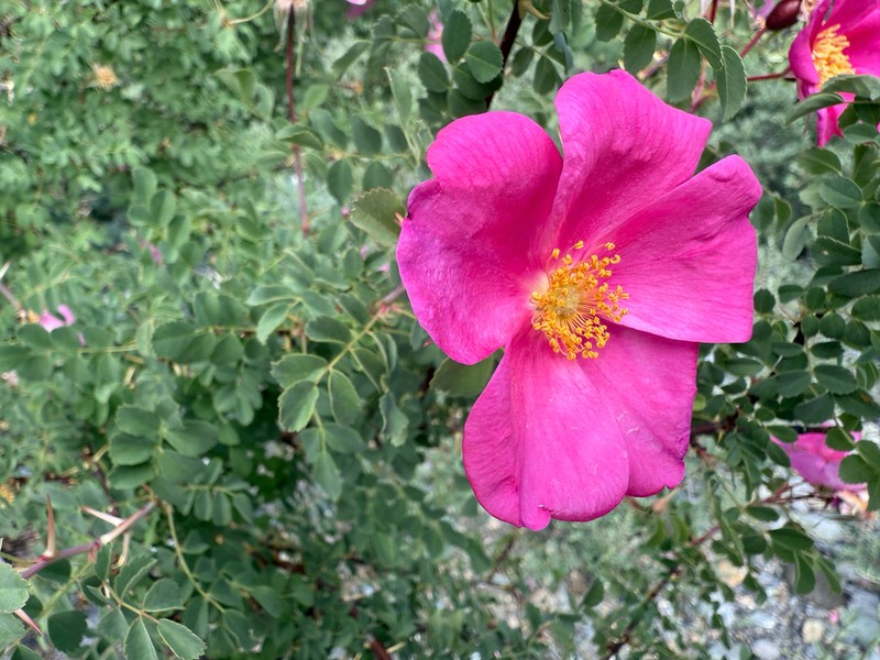 Rosa maracandica photo 7