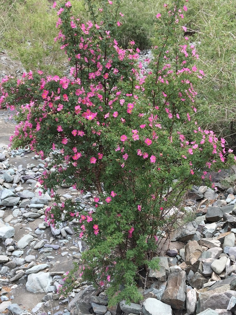 Rosa fedtschenkoana photo 7