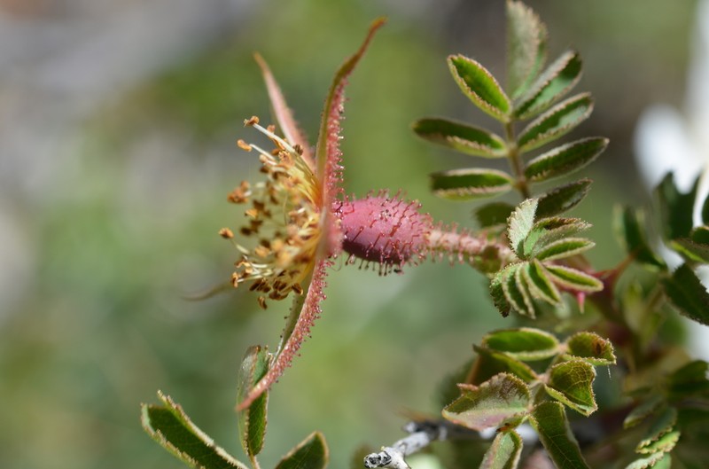 Rosa webbiana photo 5