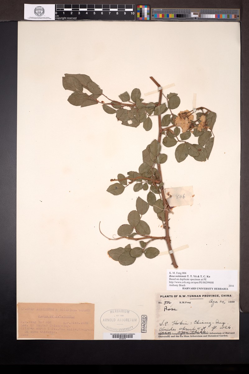 Rosa weisiensis
