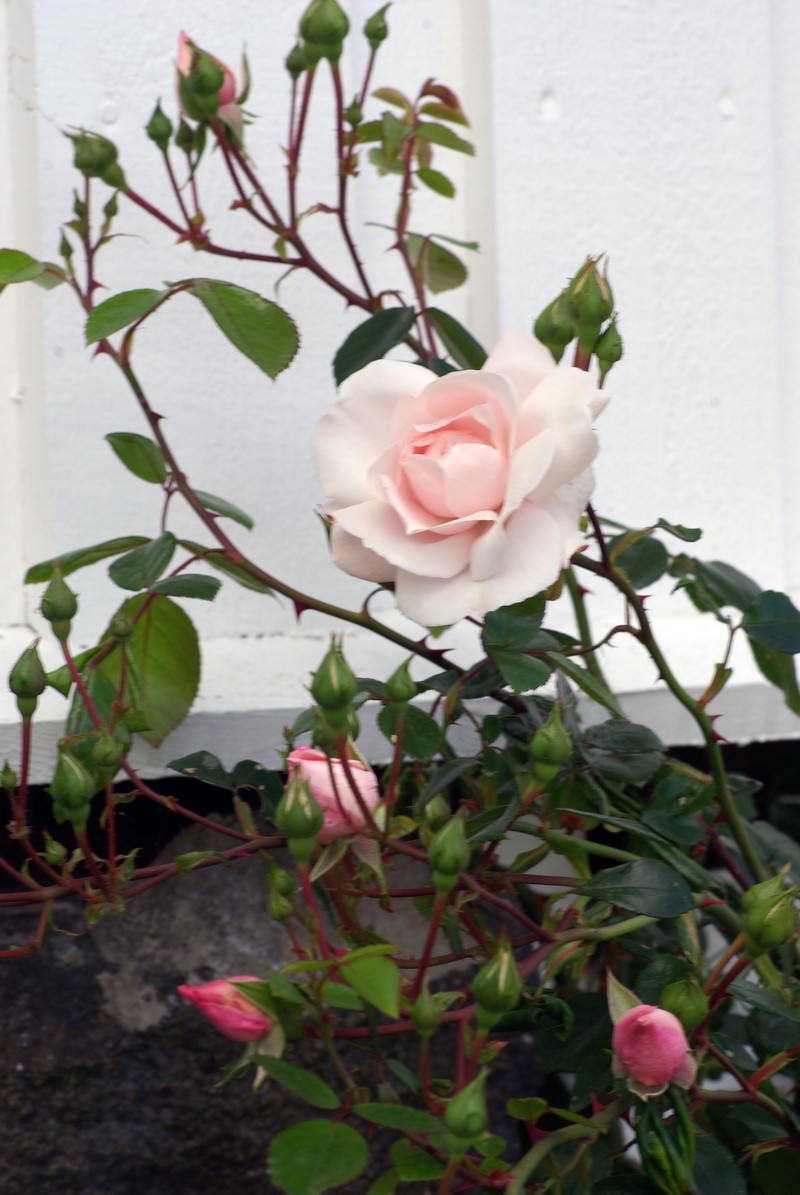 Memorial Rose photo 4