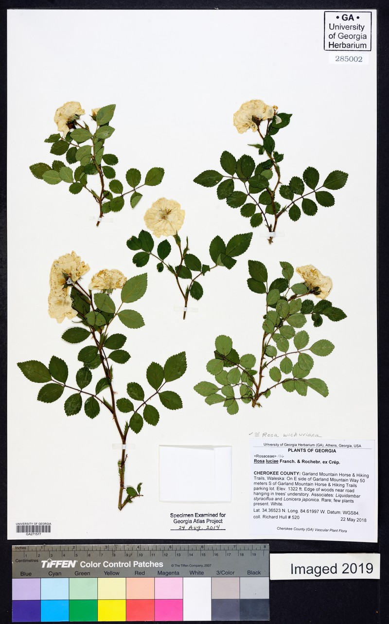 Memorial Rose photo 5