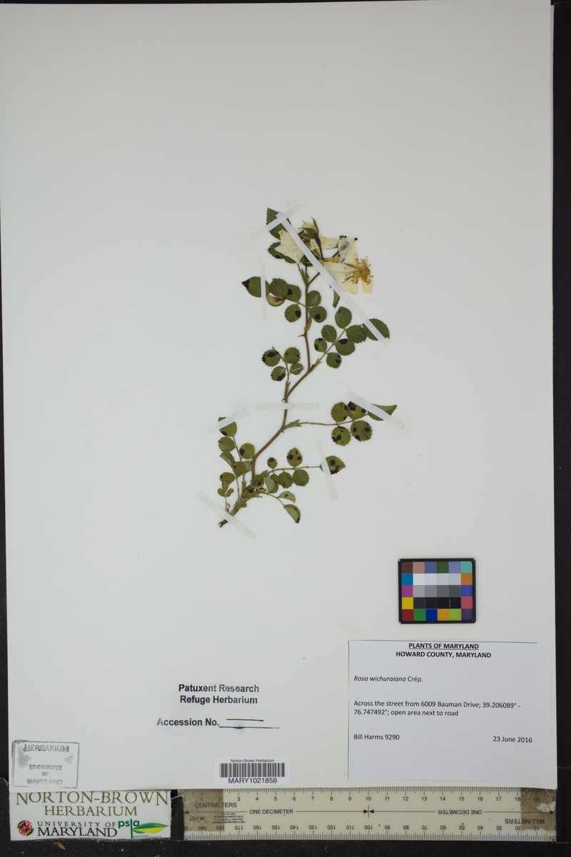 Memorial Rose photo 7