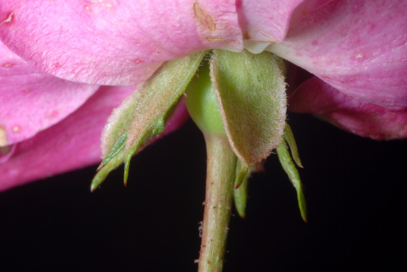 Memorial Rose photo 5