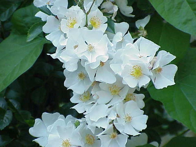 Memorial Rose photo 2