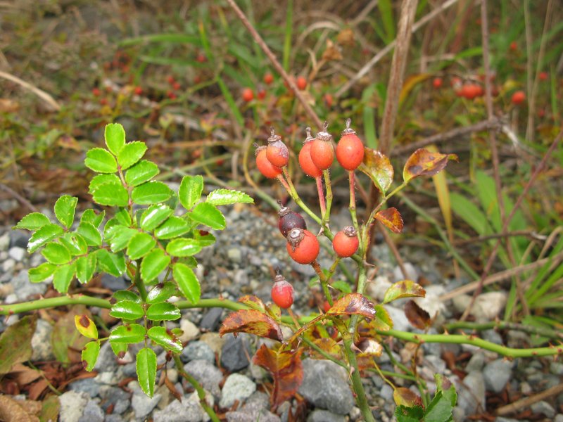 Memorial Rose photo 6