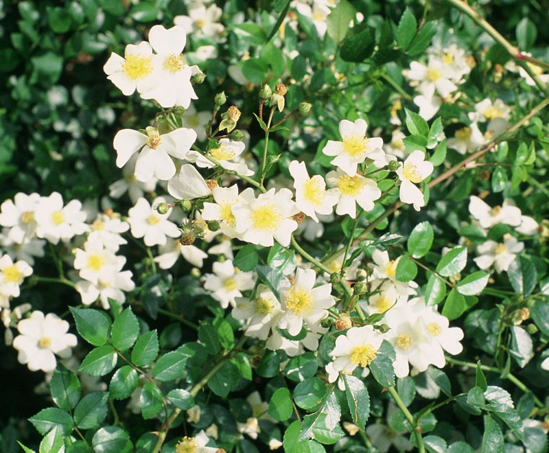 Memorial Rose