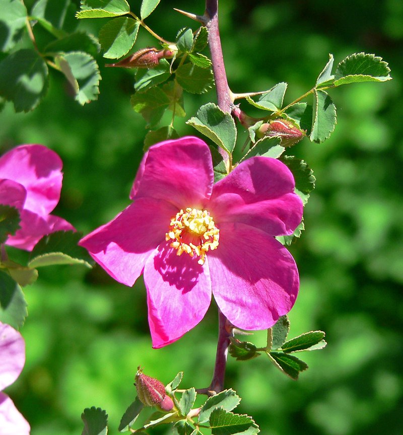 Willmott's Rose